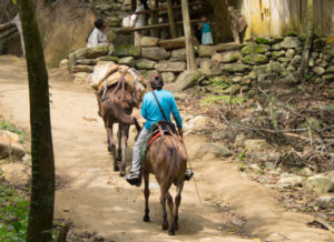Gruppenreisen für Alleinreisende & Erlebnisreisen | Optionale Aktivität Pferd mieten Tayrona Park