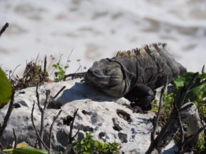 Gruppenreisen für Alleinreisende I Mexiko Leguan auf den Steinen in Tulum