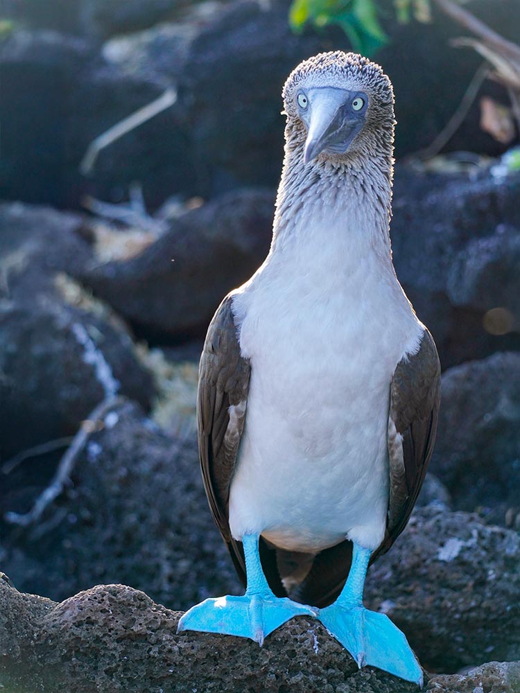 Blaufußtölpel auf Galápagos